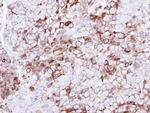 P2Y13 Antibody in Immunohistochemistry (Paraffin) (IHC (P))