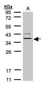 P2Y13 Antibody in Western Blot (WB)
