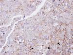 Glucagon Receptor Antibody in Immunohistochemistry (Paraffin) (IHC (P))
