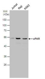 uPAR Antibody in Western Blot (WB)