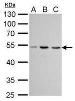 uPAR Antibody in Western Blot (WB)
