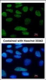 OCT4 Antibody in Immunocytochemistry (ICC/IF)