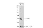 Maspin Antibody in Western Blot (WB)