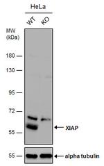 XIAP Antibody in Western Blot (WB)