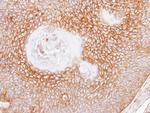 CD105 Antibody in Immunohistochemistry (Paraffin) (IHC (P))