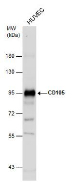 CD105 Antibody in Western Blot (WB)