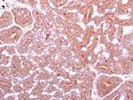 IGF1 Antibody in Immunohistochemistry (Paraffin) (IHC (P))
