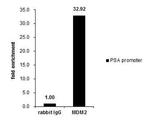 MDM2 Antibody in ChIP Assay (ChIP)
