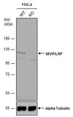 MVP Antibody in Western Blot (WB)