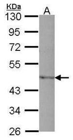 PAI1 Antibody in Western Blot (WB)