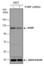 PARP1 Antibody in Western Blot (WB)
