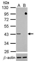 TDP-43 Antibody in Western Blot (WB)