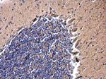 JIP1 Antibody in Immunohistochemistry (Paraffin) (IHC (P))