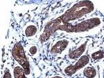 p130Cas Antibody in Immunohistochemistry (Paraffin) (IHC (P))