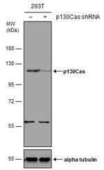 p130Cas Antibody in Western Blot (WB)