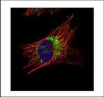 TID1 Polyclonal Antibody