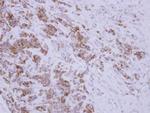 TID1 Antibody in Immunohistochemistry (Paraffin) (IHC (P))