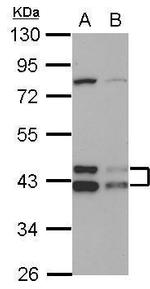 TID1 Antibody in Western Blot (WB)