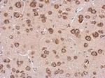 Cystatin F Polyclonal Antibody