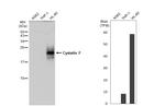 Cystatin F Antibody in Western Blot (WB)