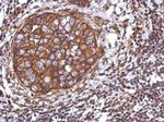 TRIM25 Antibody in Immunohistochemistry (Paraffin) (IHC (P))
