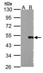 WNT5A Polyclonal Antibody