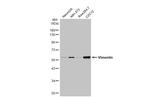 Vimentin Antibody in Western Blot (WB)