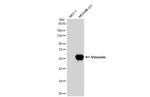Vimentin Antibody in Western Blot (WB)