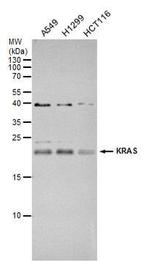 K-Ras Antibody in Western Blot (WB)
