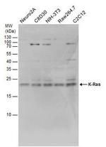K-Ras Antibody in Western Blot (WB)