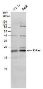 K-Ras Antibody in Western Blot (WB)