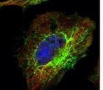 MDM2 Antibody in Immunocytochemistry (ICC/IF)