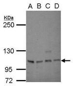 SP1 Polyclonal Antibody
