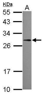 PDGF-B Antibody in Western Blot (WB)
