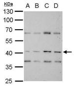 GLUT1 Antibody in Western Blot (WB)