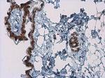 Kallikrein 7 Polyclonal Antibody
