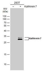 Kallikrein 7 Antibody in Western Blot (WB)