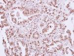 PAX7 Antibody in Immunohistochemistry (Paraffin) (IHC (P))