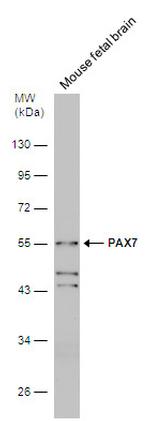 PAX7 Antibody in Western Blot (WB)