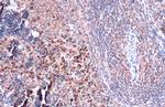 TLR9 Polyclonal Antibody