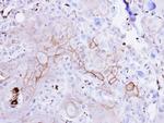 GPR83 Antibody in Immunohistochemistry (Paraffin) (IHC (P))
