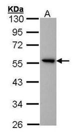 GPR83 Antibody in Western Blot (WB)