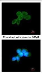 Syk Antibody in Immunocytochemistry (ICC/IF)