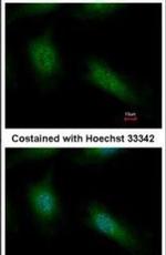 NFkB p50 Antibody in Immunocytochemistry (ICC/IF)