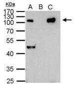 NFkB p50 Antibody in Immunoprecipitation (IP)