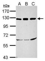 NFkB p50 Antibody in Western Blot (WB)
