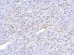 LOX Antibody in Immunohistochemistry (Paraffin) (IHC (P))