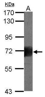 RHAMM Polyclonal Antibody