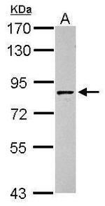 Granulins Antibody in Western Blot (WB)