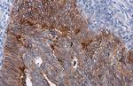 CD142 Polyclonal Antibody
